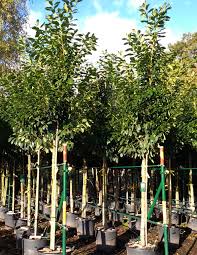 Click here for more information or to buy redbud trees. Top 10 Screening Trees For Privacy In Your Garden Practicality Brown