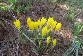 Μία από αυτές είναι και του αγίου πνεύματος, μια γιορτή η οποία εξαρτάται από την ημερομηνία που πέφτει το πάσχα. Loyloydia Twn Metewrwn Tameteora Gr