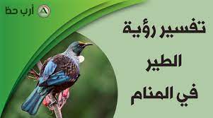 حلم الطير تفسير رؤية الطيور في المنام على اختلاف أشكالها و أنواعها ارب حظ