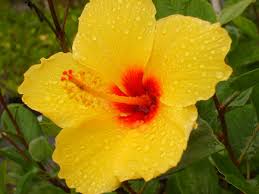 This plant is easy to grow and comes in a range of sizes. Sanibel Tropical Hibiscus Live Plant Large Golden Yellow Red Throat Single Flower Starter Size 4 Inch Pot Emeralds Tm Emerald Goddess Gardens