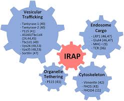 Proxy form form 6 form 11 form 13a form 24 form 25 form 28 form 32a form. Frontiers The Role Of Insulin Regulated Aminopeptidase In Endocytic Trafficking And Receptor Signaling In Immune Cells Molecular Biosciences