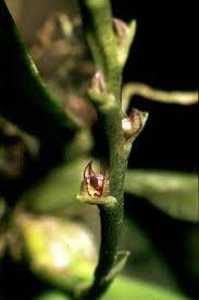 Image result for Bulbophyllum intertextum