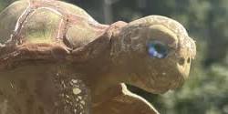 Turtle Hand Sculpting Class