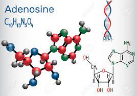 Yoksa fosforilasyon sadece adp molekülünden atp sentezlenmesi midir? Adenosin Purinnukleosidmolekul Ist Wichtiger Bestandteil Von Atp Adp Camp Rna Dna Chemische Strukturformel Und Molekulmodell Vektor Illustration Lizenzfrei Nutzbare Vektorgrafiken Clip Arts Illustrationen Image 96625534