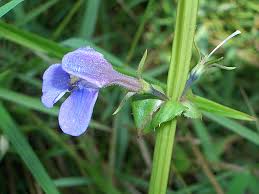 Image result for Linderniella wilmsii