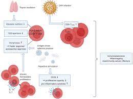 We would like to show you a description here but the site won't allow us. Frontiers Cd8 T Cells In Gca And Gpa Bystanders Or Active Contributors Immunology