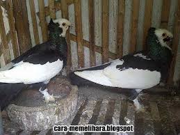 Memiliki burung merpati dengan kualitas terbang yang handal tentu sangat menyenangkan. Mudah Menangkarkan Breeding Menjodohkan Kawin Silang Penadah Penyalur Jual Harga Murah Penangkar Bibit Anakan Indukan Kualitas Juara Lomba Hybrid Liar