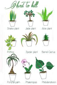 dont have time to dote on the indoor garden heres some