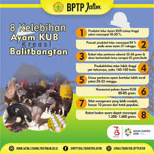 Fase dewasa / siap adu pakan. Ayam Kampung Unggul Balitbangtan Ayam Kub