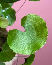 Image result for Adiantum vogelii
