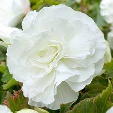 Maybe you would like to learn more about one of these? Double White Begonia American Meadows