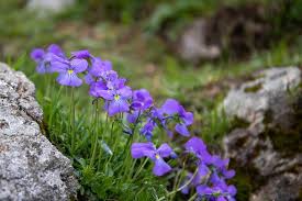 L'aménagement d'un talus en jardin escarpé, un moyen effica. Comment Faire Une Rocaille Nos Idees D Amenagement Jardiner Malin