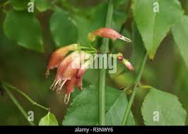 Image result for Halleria elliptica