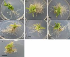 Image result for Anthospermum rigidum