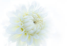 Find the perfect black and white flower photography stock photos and editorial news pictures from getty images. Altering The Mood With Black And White Flower Photography