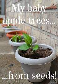 Grow An Apple Tree From Seeds Growing Apple Trees Apple Tree From Seed Apple Tree