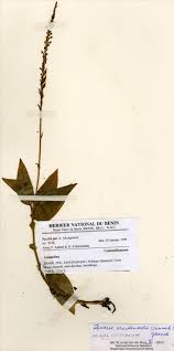 Image result for Zeuxine elongata