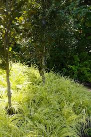 Image result for Carex sp.no.1