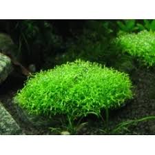 Image result for Potamogeton octandrus