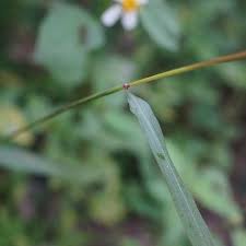 Image result for Microstegium fasciculatum
