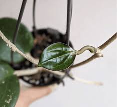 Compare prices & read reviews. Hoya Latifolia 1 Care Guide Plantophiles