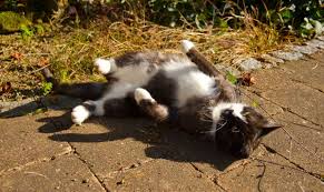 The cat knows that by rolling in the dirt it is picking up healthy bacteria it will later ingest by grooming to aid the gut in the. Why Do Cats Roll In The Dirt 9 Reasons For Dust Bathing I The Discerning Cat
