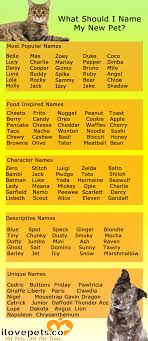 If you're having a hard time finding the perfect name for your pet, think about which foods you like best. What To Name Your New Cat Or Dog Kittensnames Kitten Names Pets Cat Training