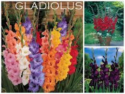 There are other pieces to the gardening puzzle. 21 Gardening In Zone 10a Ideas Plants Planting Flowers Flowers Perennials
