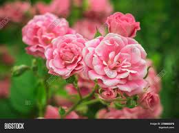 Roses are often pleasantly scented, attracting bees and other wildlife. Garden Roses Wild Image Photo Free Trial Bigstock