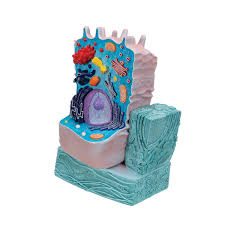 1600 x 1200 jpeg 256 кб. Animal Cell Model Animal Cell Teaching Model Plastic Animal Cell Biology Teaching Models