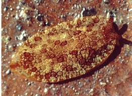 Image result for Pleurostylia africana