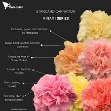 Exclusive Standard Carnation Minami Series Unique Varieties In Flower Market By Florequisa Flower Market Growing Carnations Carnations