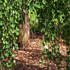 Trimming a weeping mulberry tree to affect size requires different trimming methods than trimming to keep it neat. Weeping Katsura Plant Care And Growing Guide