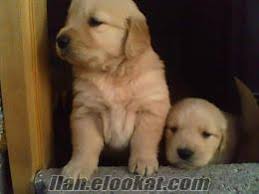 250 Tl Golden