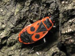 Males and females exhibit a slight sexual dimorphism. European Firebug Pyrrhocoris Apterus Inaturalist