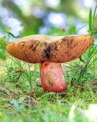 Image result for Bolusiella talbotii