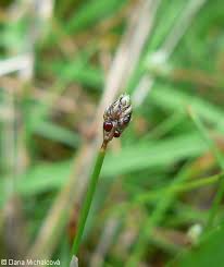 Image result for Isolepis setacea