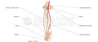 The lower limbs are specialized for transmission of body weight and locomotion. Anatomy Of Lower Extremity