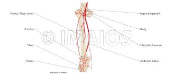 Check spelling or type a new query. Anatomy Of Lower Extremity