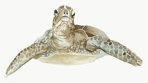 Watercolor Painted Sea Turtle Transparent Png Premium Image By Rawpixel Com Niwat Turtle Watercolor Watercolor Whale Sea Turtle