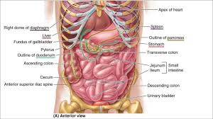 Selecione entre imagens premium de anatomy of the chest organs da mais elevada qualidade. Lungs Elliot S Site