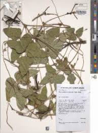 Image result for Vigna hosei