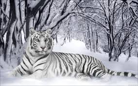 Image On Funmozar Http Funmozar Com Wp Content Uploads 2014 10 White Tiger 01 Jpg Pet Tiger White Tiger Snow Tiger