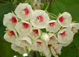 Image result for Dombeya buettneri