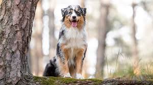 Image result for australian shepherd