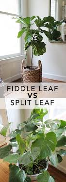 A New Plant To Love Fiddle Leaf Fig Vs Split Leaf Philodendron Deeplysouthernhome Plants House Plants House Plants Indoor