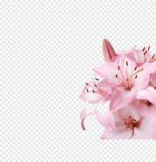Because our papers are truly vintage (printed somewhere between 35 to 85 years ago), they are rare and in limited quantity. Arum Lily Lilium Flower Pink Water Lily Lily Flower Arranging Desktop Wallpaper Lily Png Pngwing