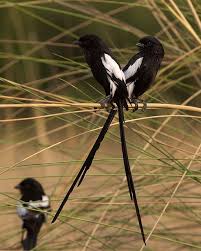 Black And White Bird With Orange Beak And Long Tail Pin On Birds