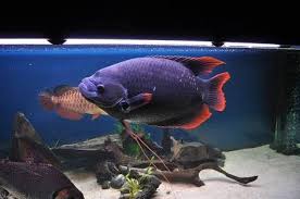 Tapi beberapa diantaranya memiliki corak dan warna yang menarik sehingga sangat populer di kalangan pecinta ikan hias. Gurame Sabah Berasal Dari Indonesia Dan Galeri Ikan Hias Facebook