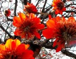 Image result for Combretum pisoniiflorum